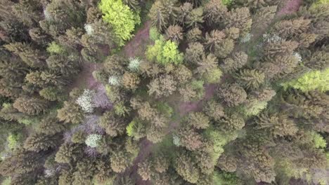 Flying-over-spruce-trees-and-a-few-leafy.-Verdun-forest,-Lorraine,-France.-Drone